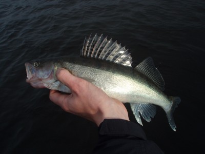 Daugava 11.10.12 004.JPG