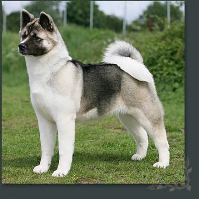 american-akita.jpg