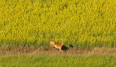 depositphotos_4730709-stock-photo-deer-running-in-canola-mustard.jpg