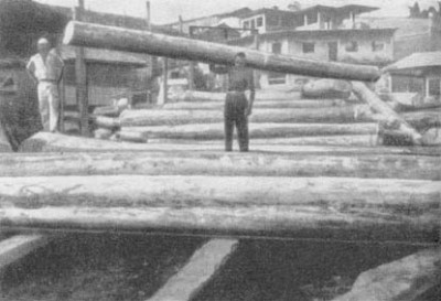 На лесопильне в Эквадоре рабочий держит бальсовое бревно длиной 4,5 м и около 0,5 м в диаметре.