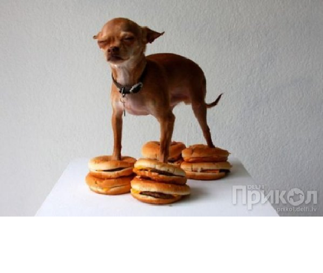 hotdog.bmp