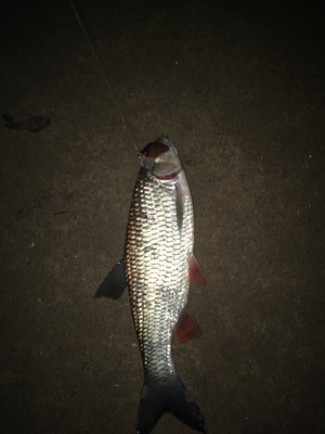 IMG_0220.JPG