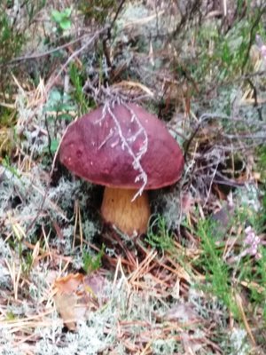 IMG_20180915_121454.jpg